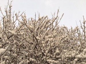 雪桜